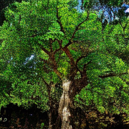 Manzanita tree